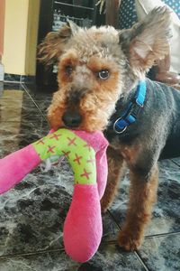 Portrait of dog at home