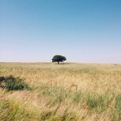 Scenic view of field against clear sky