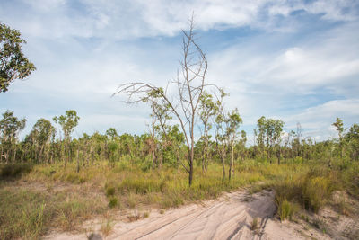 Plants growing on land against sky