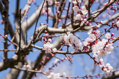 Low angle view of cherry blossom