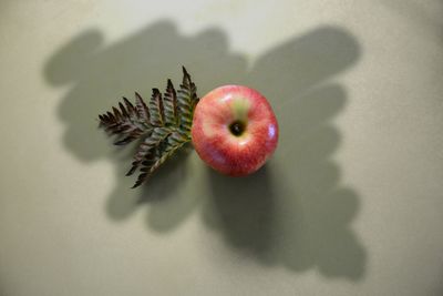 High angle view of apple on table