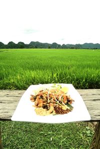 Scenic view of rice field against sky