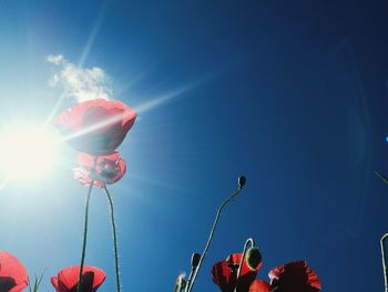 Low angle view of red flowering plant against blue sky