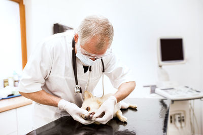 Senior vet examining dog in clinic