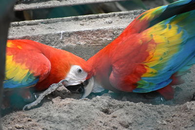 High angle view of birds