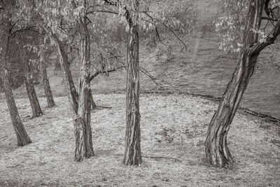 Bare trees in forest