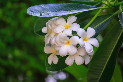 Close-up of white flowering plant