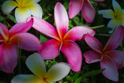 Close-up of frangipani blooming outdoors