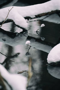 Close-up of flowers floating on lake