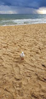 What are you looking at, seagull.