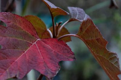 Close-up of maple leaf on tree during autumn