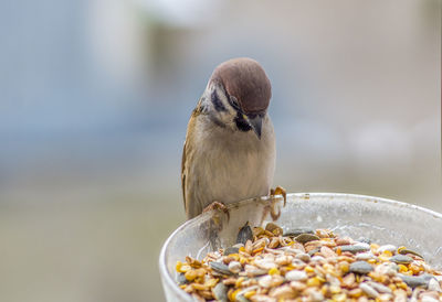 Close-up of bird eating food