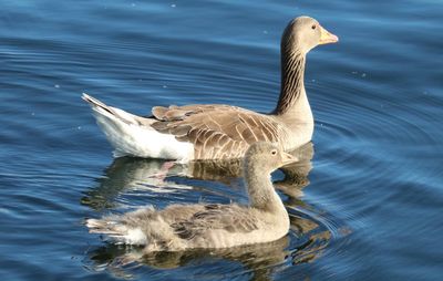 Close-up of duck swimming in lake