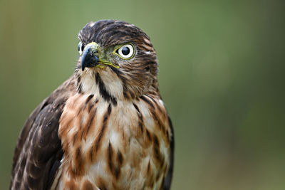 Close-up portrait of owl