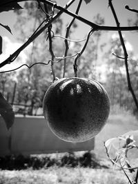 Close-up of fruit growing on tree