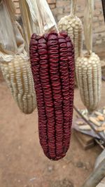 Close-up of corn