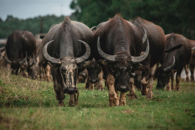 Buffalo herd