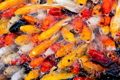 High angle view of koi carps swimming in sea