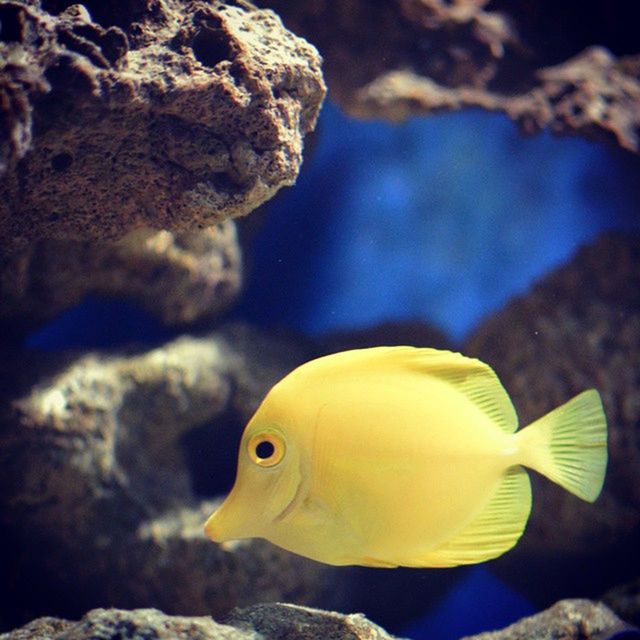 animal themes, animals in the wild, underwater, sea life, wildlife, one animal, undersea, fish, swimming, sea, close-up, water, yellow, nature, beauty in nature, rock - object, coral, aquarium, natural pattern, zoology
