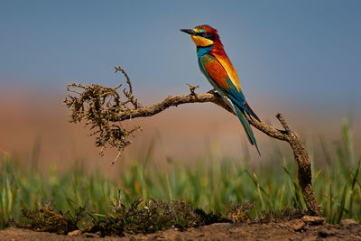 Low angle view of bird perching on tree