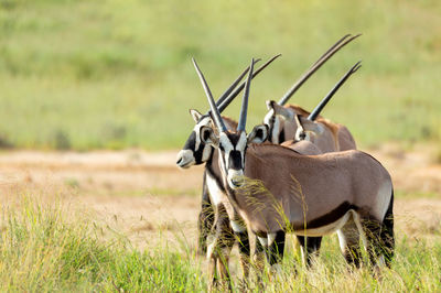 Side view of horse on field