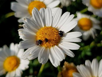 Close-up of bee pollinating on flower