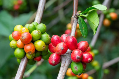 Close-up of cherries growing on tree