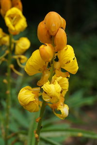 Close-up of yellow flowers