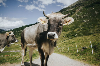 Portrait of cow standing on field against sky