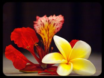 Close-up of pink flowers