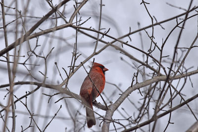 Bird perching on branch