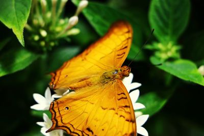 Butterfly perching on leaf