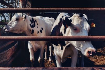 Cows in a farm