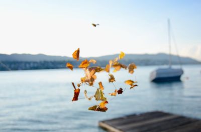 View of birds flying over sea against sky