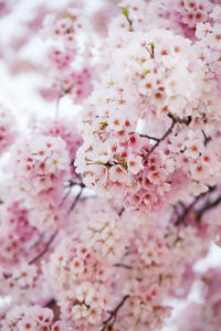 Close-up of cherry blossom tree