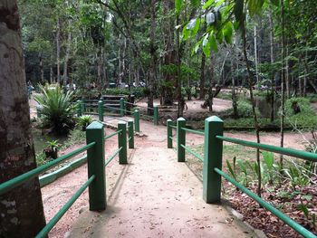 Footpath amidst trees