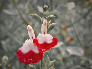 Close-up of red flower