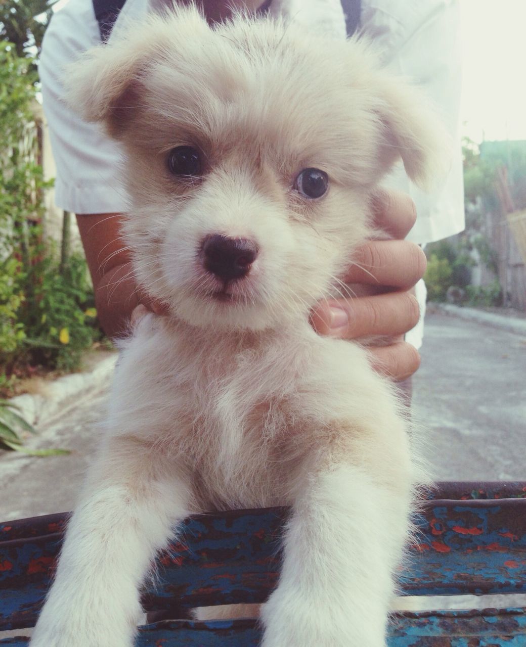 pets, one animal, animal themes, domestic animals, dog, mammal, looking at camera, portrait, sitting, one person, close-up, focus on foreground, pet collar, animal head, day, puppy, outdoors, holding, front view