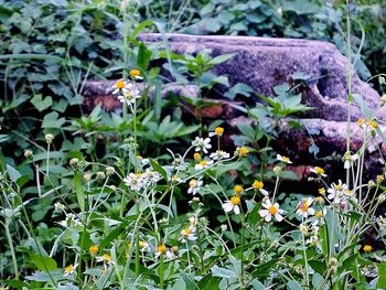 Plants growing in a garden