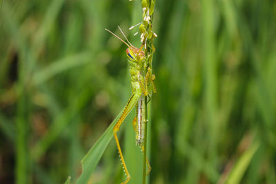  grasshopper and rice grasshopper the rice stalks green background