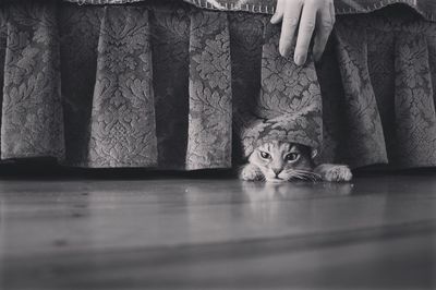 Cat sitting on floor