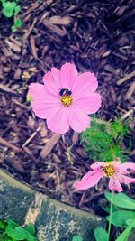 High angle view of pink flowering plant