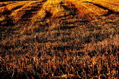 Full frame shot of plants on field