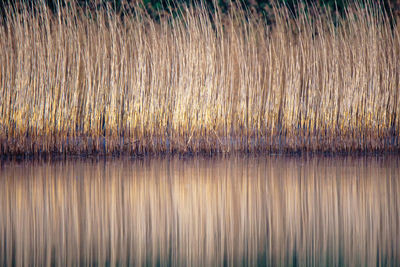 Full frame shot of plants in water