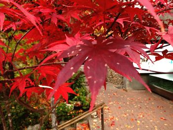 Close-up of leaves on tree