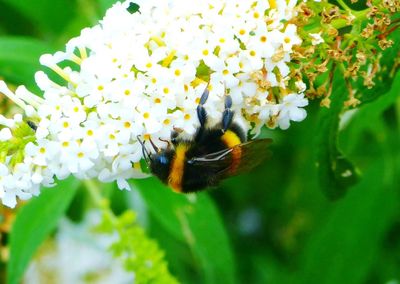 Close-up of bee on flower