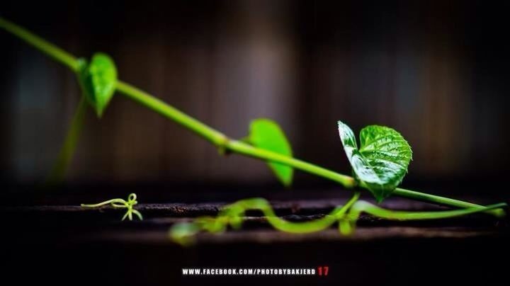 green color, leaf, plant, close-up, growth, focus on foreground, stem, selective focus, green, nature, night, new life, outdoors, no people, beginnings, growing, animal themes, one animal, beauty in nature