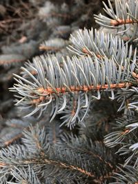 Close-up of a blue spruce