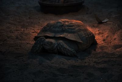 High angle view of tortoise on land