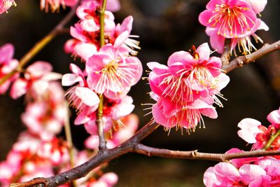 Close-up of pink flowers blooming outdoors